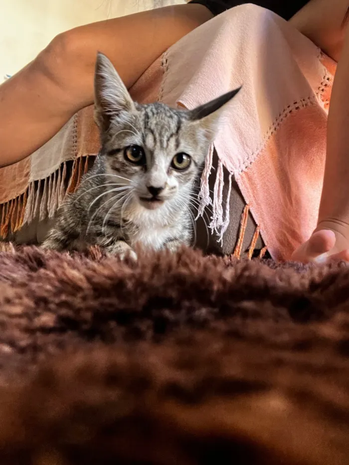 Gato raça SRD-ViraLata idade 2 a 6 meses nome Sem nome 