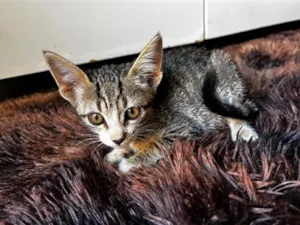 Gato raça SRD-ViraLata idade 2 a 6 meses nome Sem nome 