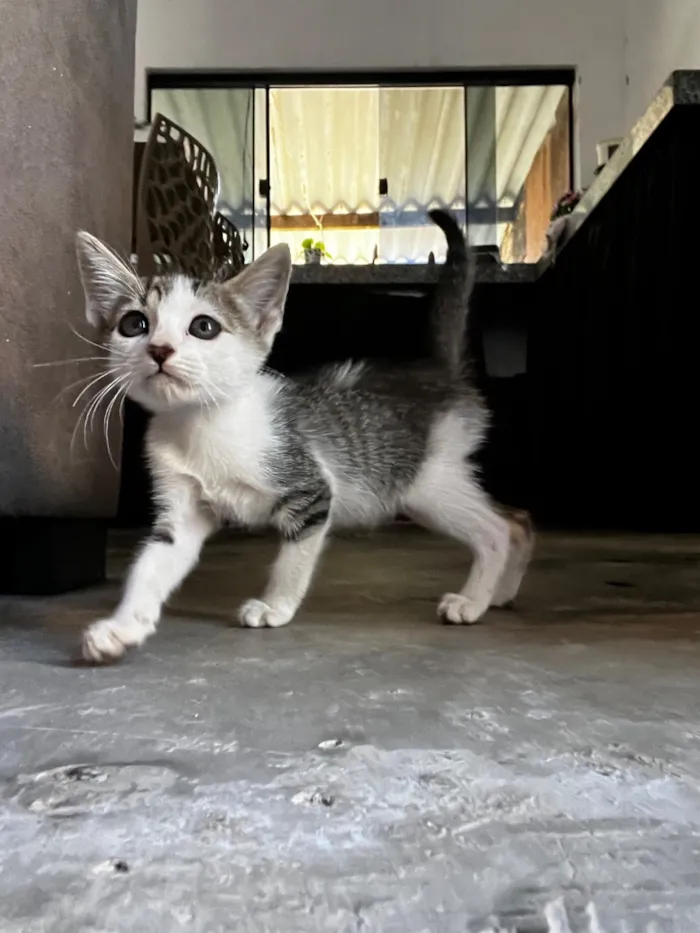 Gato raça SRD-ViraLata idade 2 a 6 meses nome Sem nome 