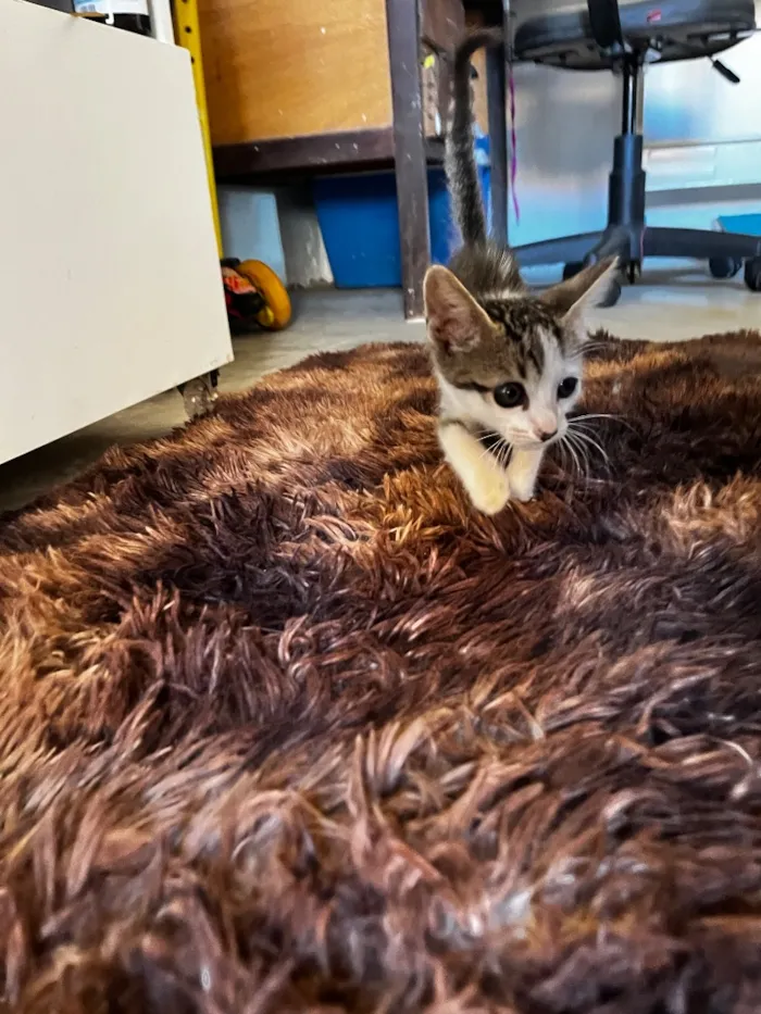 Gato raça SRD-ViraLata idade 2 a 6 meses nome Sem nome 