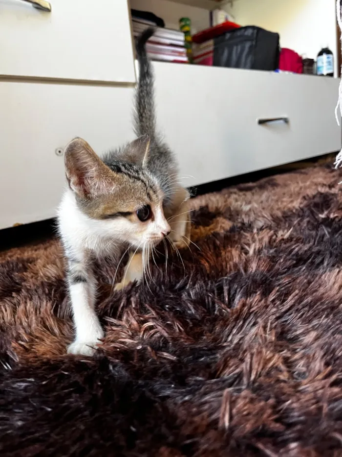 Gato raça SRD-ViraLata idade 2 a 6 meses nome Sem nome 