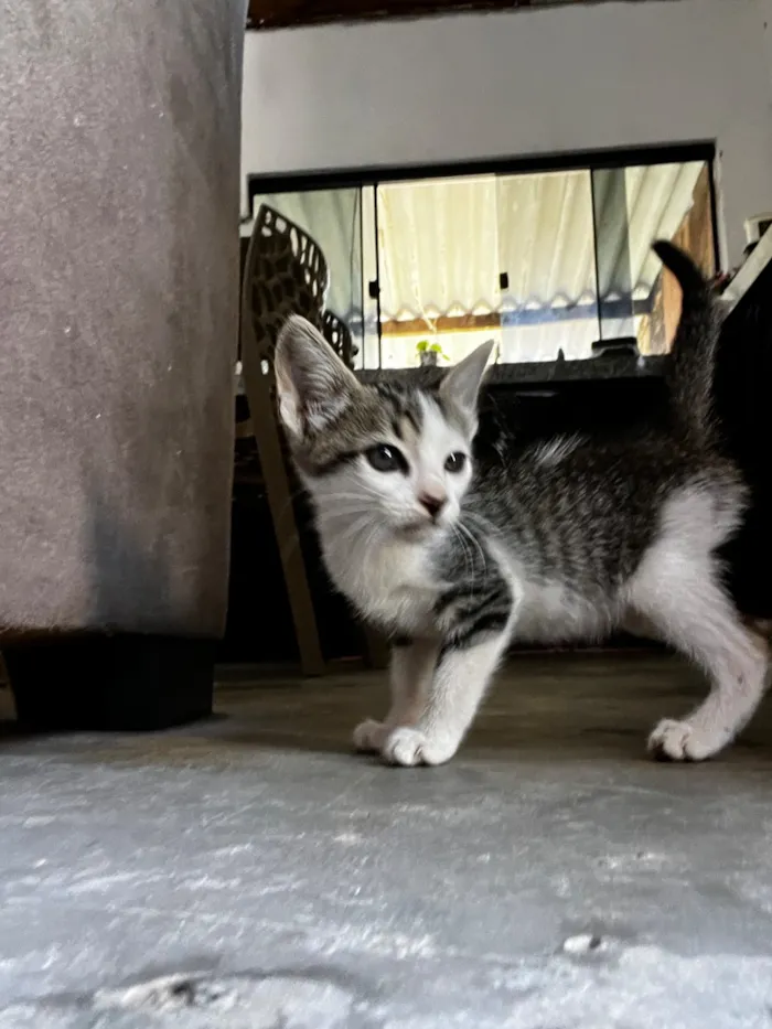 Gato raça SRD-ViraLata idade 2 a 6 meses nome Sem nome 