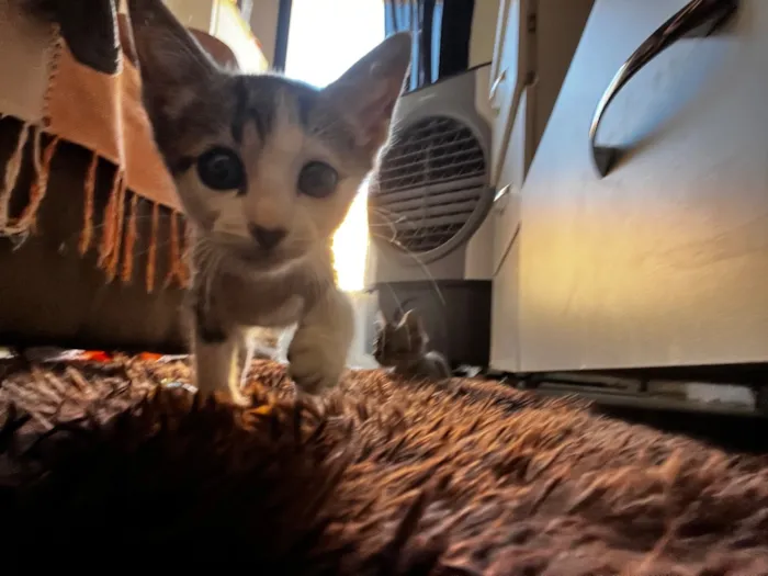Gato raça SRD-ViraLata idade 2 a 6 meses nome Sem nome 