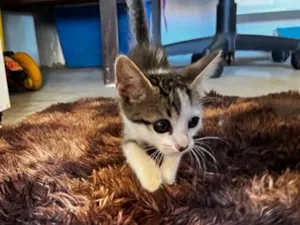 Gato raça SRD-ViraLata idade 2 a 6 meses nome Sem nome 