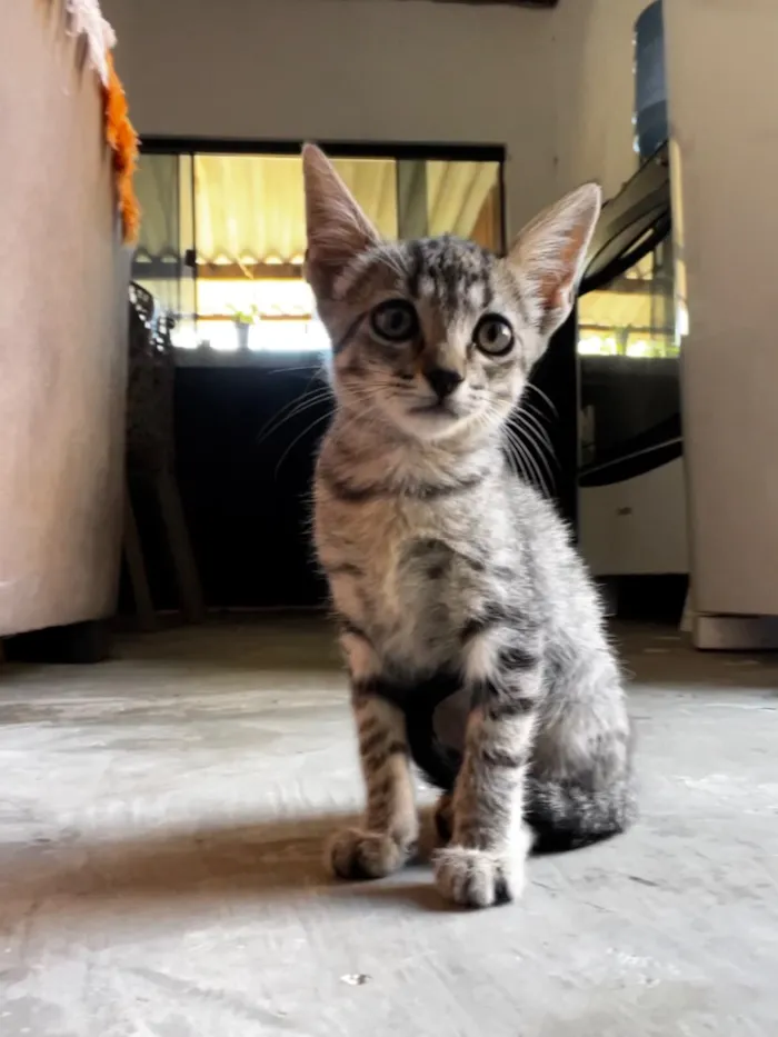 Gato raça SRD-ViraLata idade 2 a 6 meses nome Sem nome 