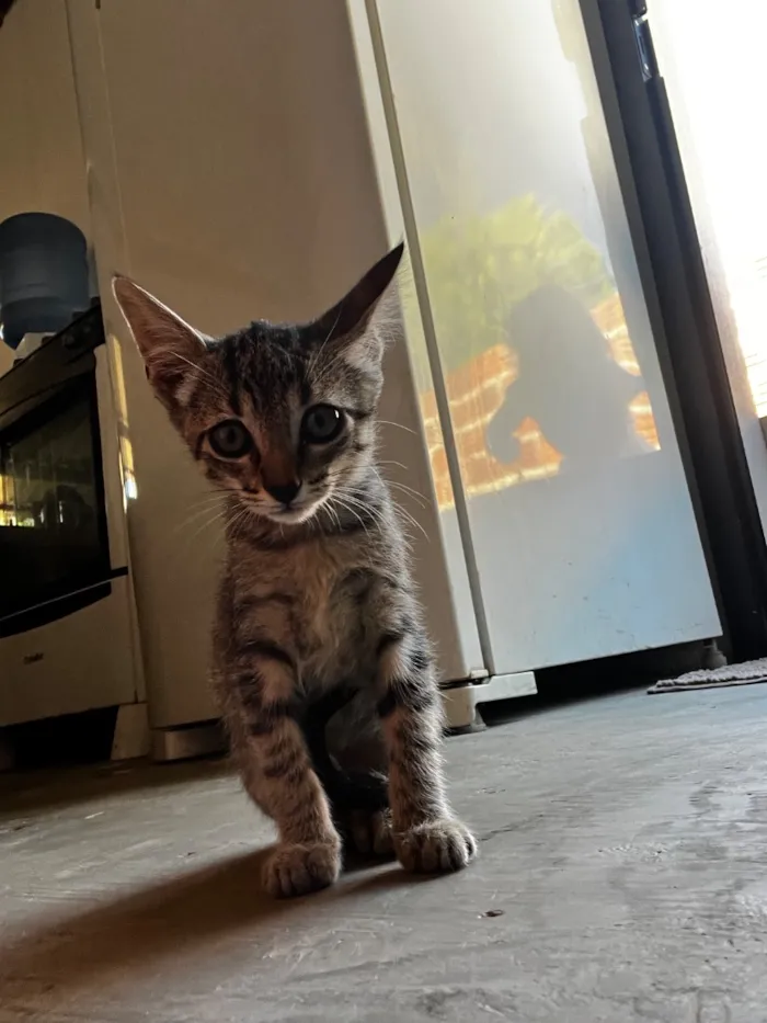Gato raça SRD-ViraLata idade 2 a 6 meses nome Sem nome 