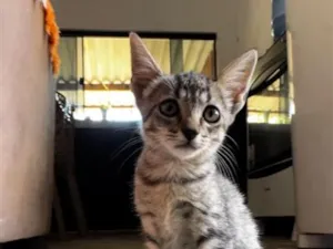 Gato raça SRD-ViraLata idade 2 a 6 meses nome Sem nome 
