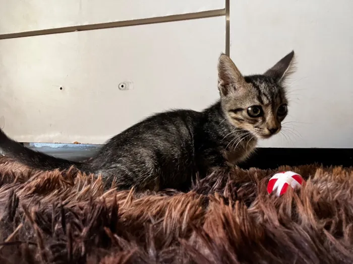 Gato raça SRD-ViraLata idade Abaixo de 2 meses nome Sem nome 