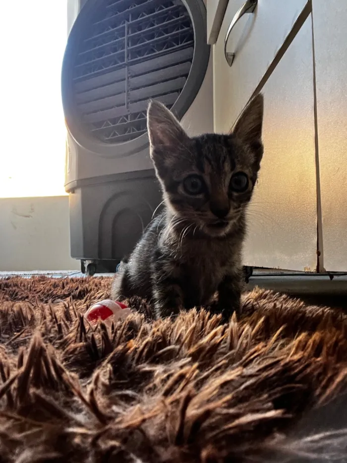 Gato raça SRD-ViraLata idade Abaixo de 2 meses nome Sem nome 
