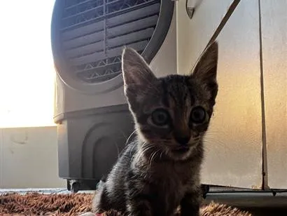 Gato raça SRD-ViraLata idade Abaixo de 2 meses nome Sem nome 