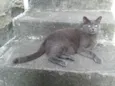 Kemuri