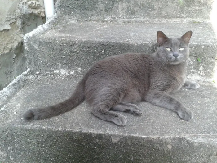 Gato raça SRD-ViraLata idade 6 ou mais anos nome Kemuri