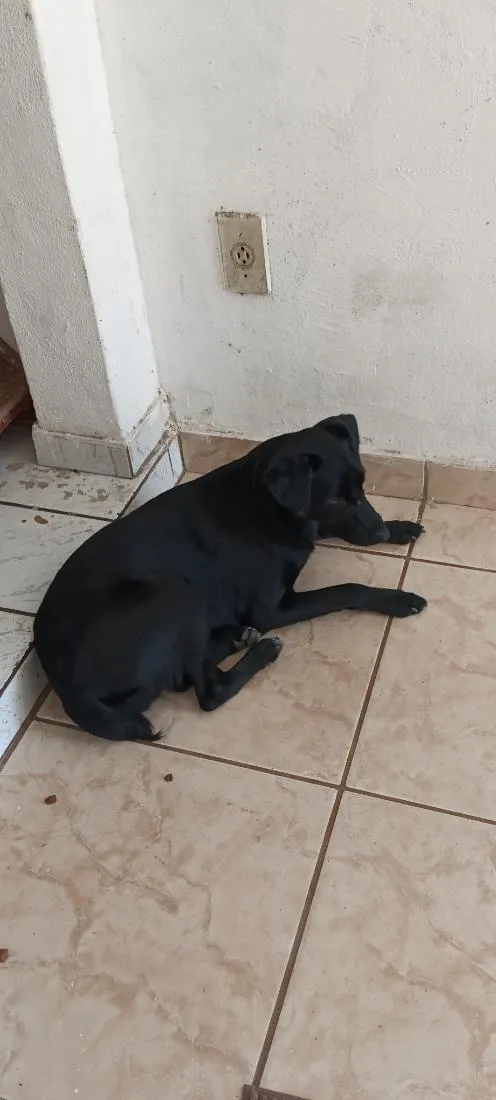 Cachorro raça SRD-ViraLata idade 2 a 6 meses nome não sei 