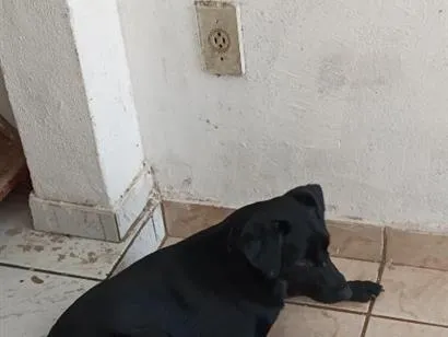 Cachorro raça SRD-ViraLata idade 2 a 6 meses nome não sei 