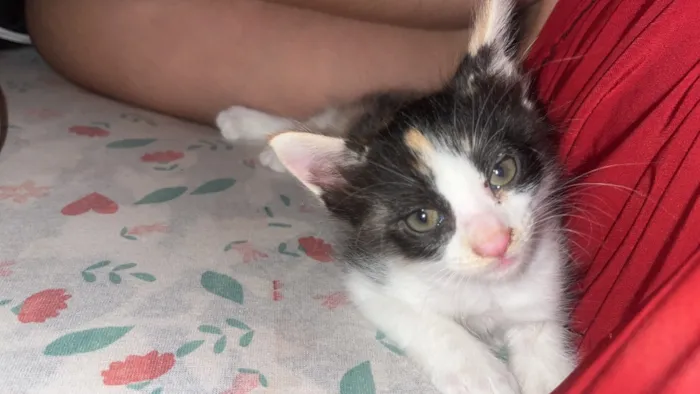 Gato raça SRD-ViraLata idade 2 a 6 meses nome Zoe 