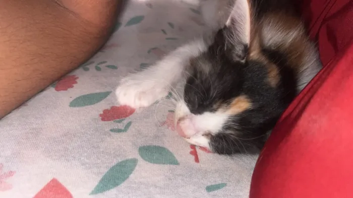 Gato raça SRD-ViraLata idade 2 a 6 meses nome Zoe 