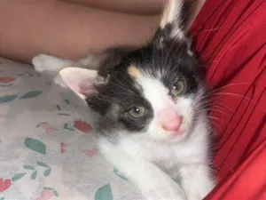 Gato raça SRD-ViraLata idade 2 a 6 meses nome Zoe 