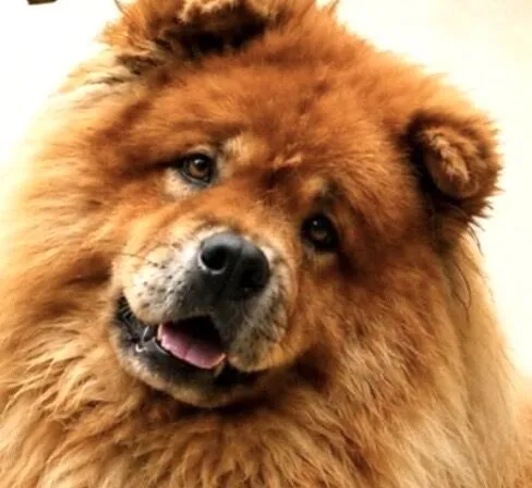 Cachorro raça Chow Chow idade 5 anos nome Bogotá 