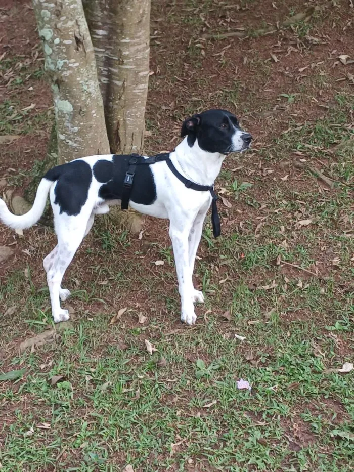 Cachorro raça Pit-Bull idade 1 ano nome j.f ou sheik