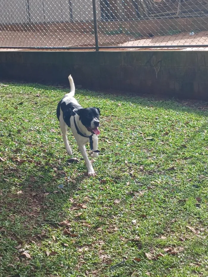 Cachorro raça Pit-Bull idade 1 ano nome j.f ou sheik