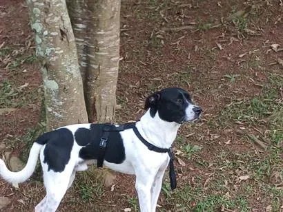Cachorro raça Pit-Bull idade 1 ano nome j.f ou sheik