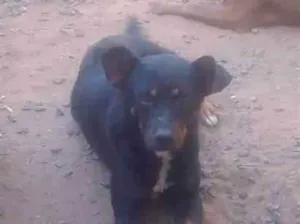 Cachorro raça SRD-ViraLata idade 4 anos nome zaya