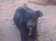 zaya