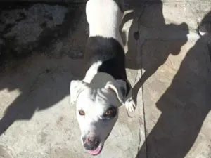 Cachorro raça SRD-ViraLata idade 2 a 6 meses nome Jonny
