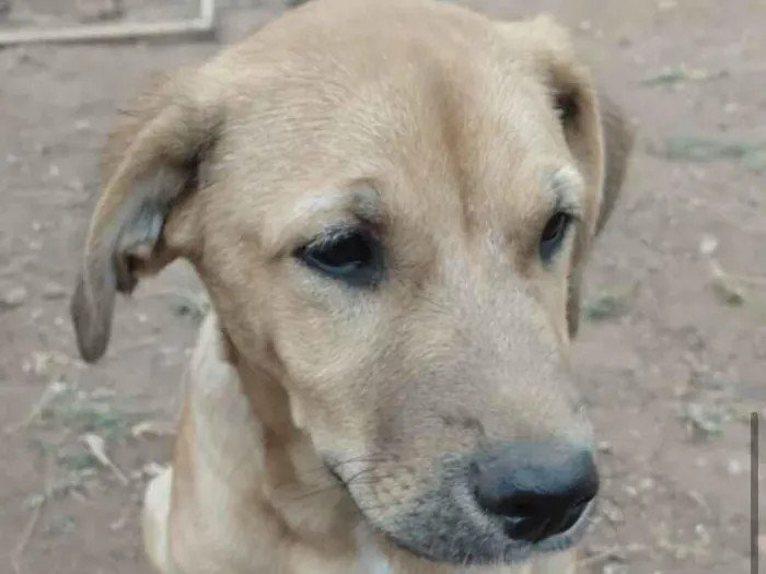 Cachorro raça SRD-ViraLata idade 2 a 6 meses nome Fred 