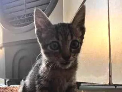 Gato raça SRD-ViraLata idade Abaixo de 2 meses nome Sem nome 
