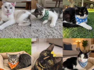 Gato raça SRD-ViraLata idade 2 a 6 meses nome Filhotes 