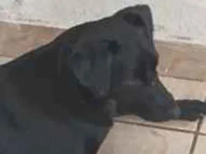 Cachorro raça SRD-ViraLata idade 2 a 6 meses nome não sei 