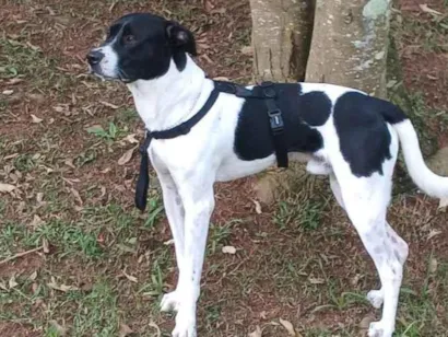 Cachorro raça Pit-Bull idade 1 ano nome j.f ou sheik