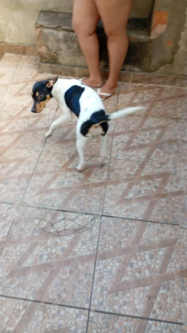 Cachorro raça SRD-ViraLata idade 2 a 6 meses nome Lupita 