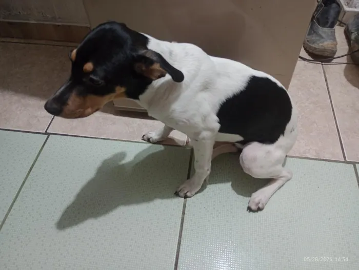 Cachorro raça SRD-ViraLata idade 2 a 6 meses nome Lupita 