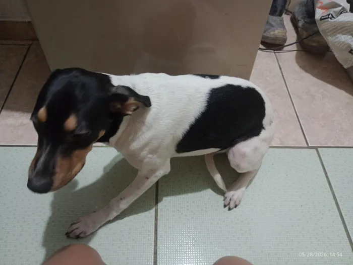 Cachorro raça SRD-ViraLata idade 2 a 6 meses nome Lupita 