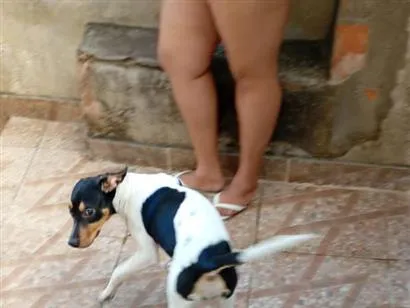 Cachorro raça SRD-ViraLata idade 2 a 6 meses nome Lupita 