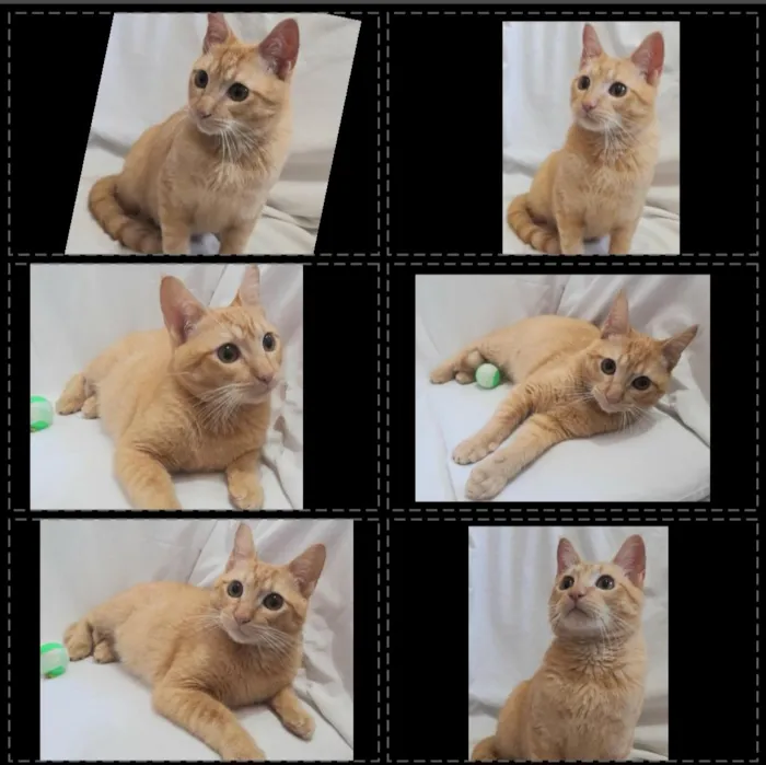 Gato raça SRD-ViraLata idade 2 a 6 meses nome Fred
