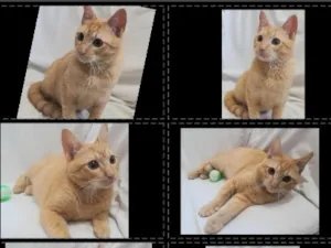 Gato raça SRD-ViraLata idade 2 a 6 meses nome Fred