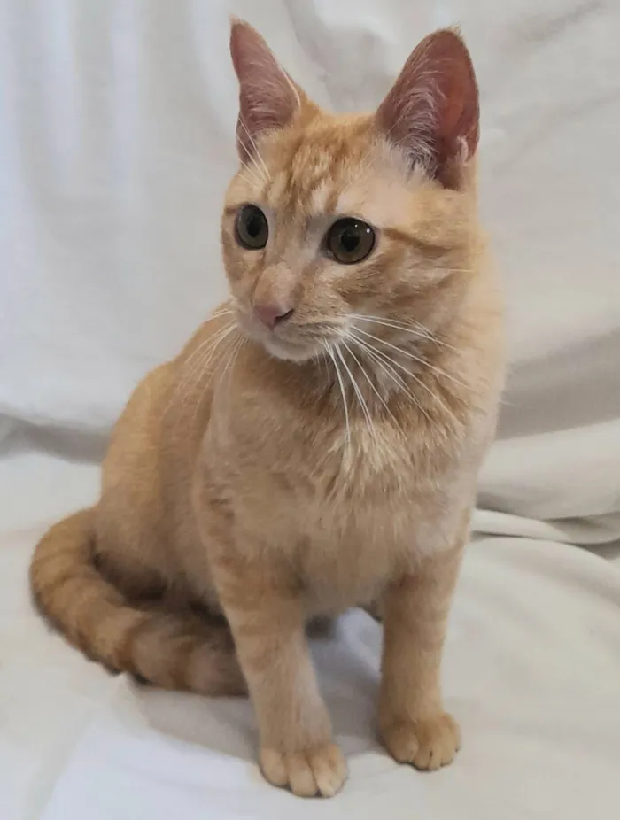 Gato raça SRD-ViraLata idade 2 a 6 meses nome Fred