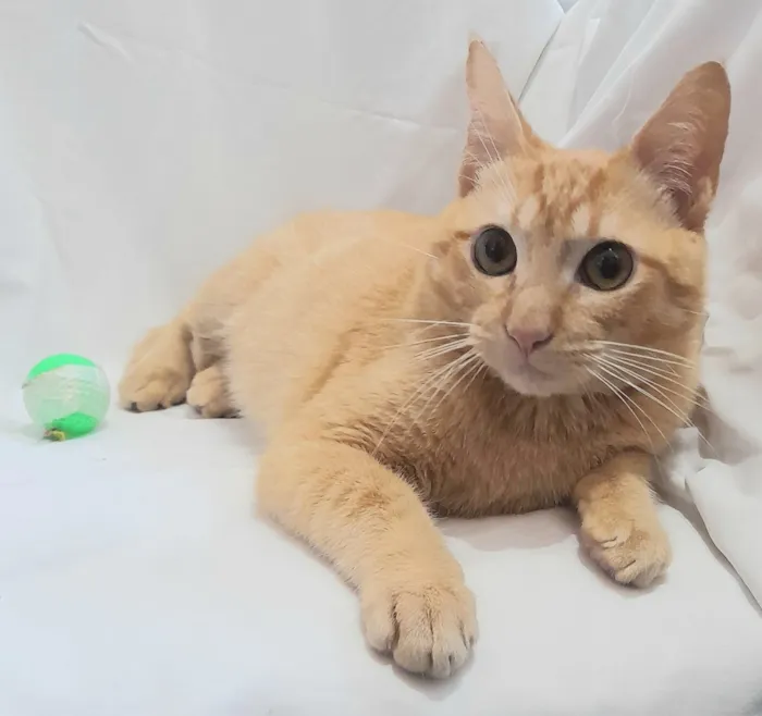 Gato raça SRD-ViraLata idade 2 a 6 meses nome Fred