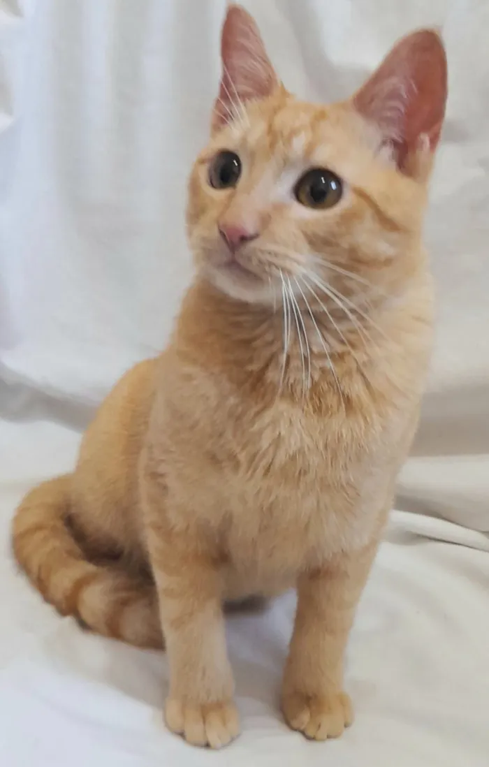 Gato raça SRD-ViraLata idade 2 a 6 meses nome Fred