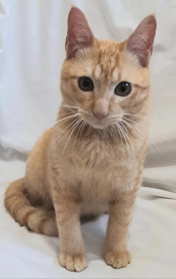 Gato raça SRD-ViraLata idade 2 a 6 meses nome Fred