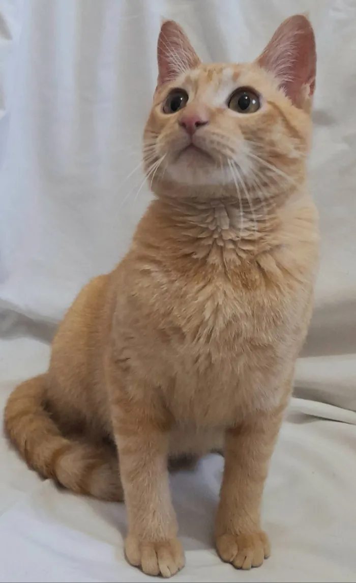 Gato raça SRD-ViraLata idade 2 a 6 meses nome Fred