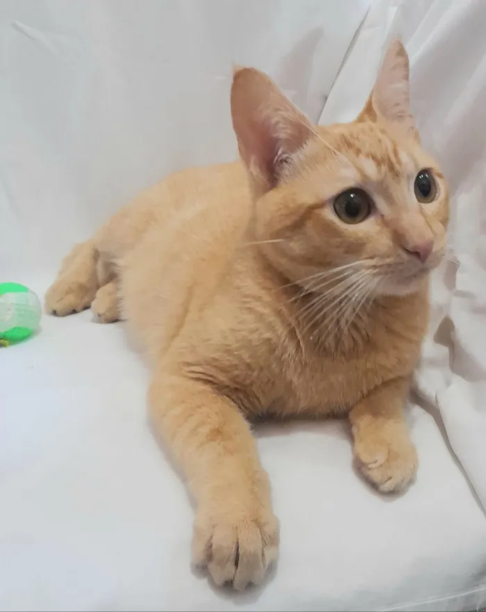 Gato raça SRD-ViraLata idade 2 a 6 meses nome Fred