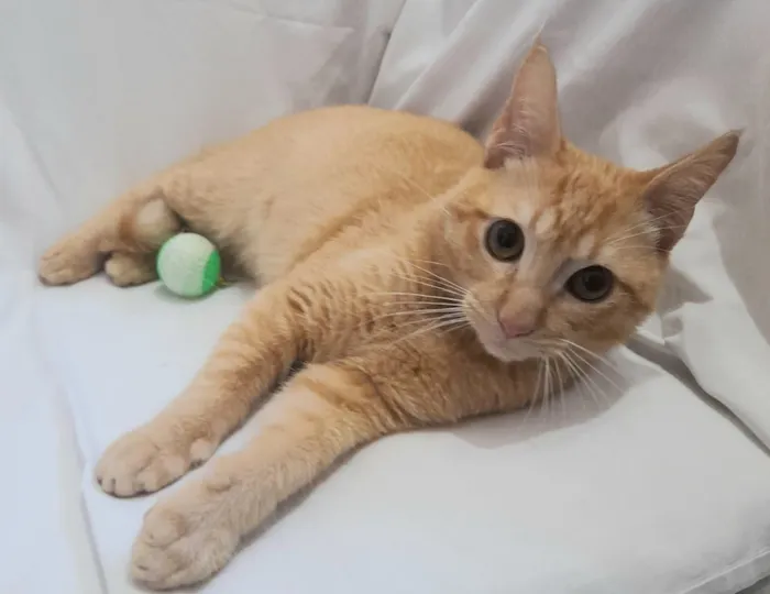 Gato raça SRD-ViraLata idade 2 a 6 meses nome Fred