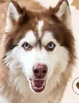 Kadu 