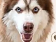 Kadu 