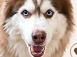 Cachorro raça Husky Siberiano idade 6 ou mais anos nome Kadu 