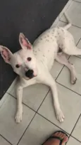 Koda